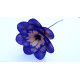 Leseno cvetje - marjetica OKROGLA
