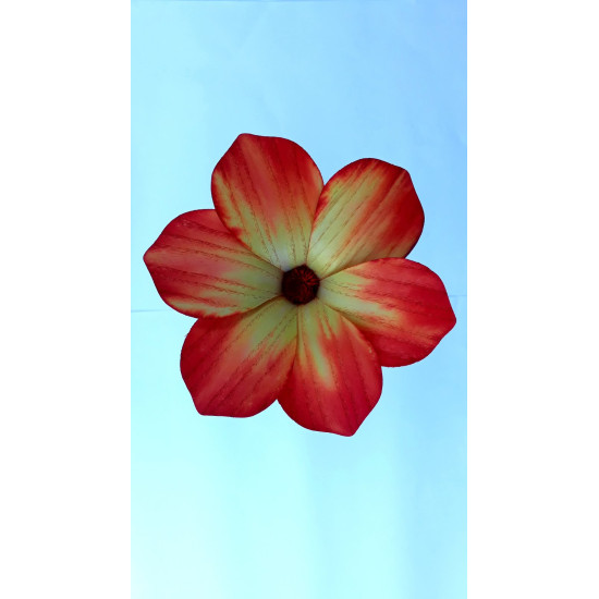 Leseno cvetje - srčasta marjetica